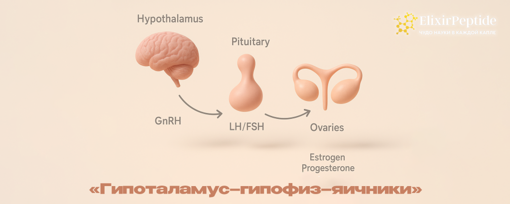 ГипоталамусгипофизяичникиГипоталамусгипофизяичники.png